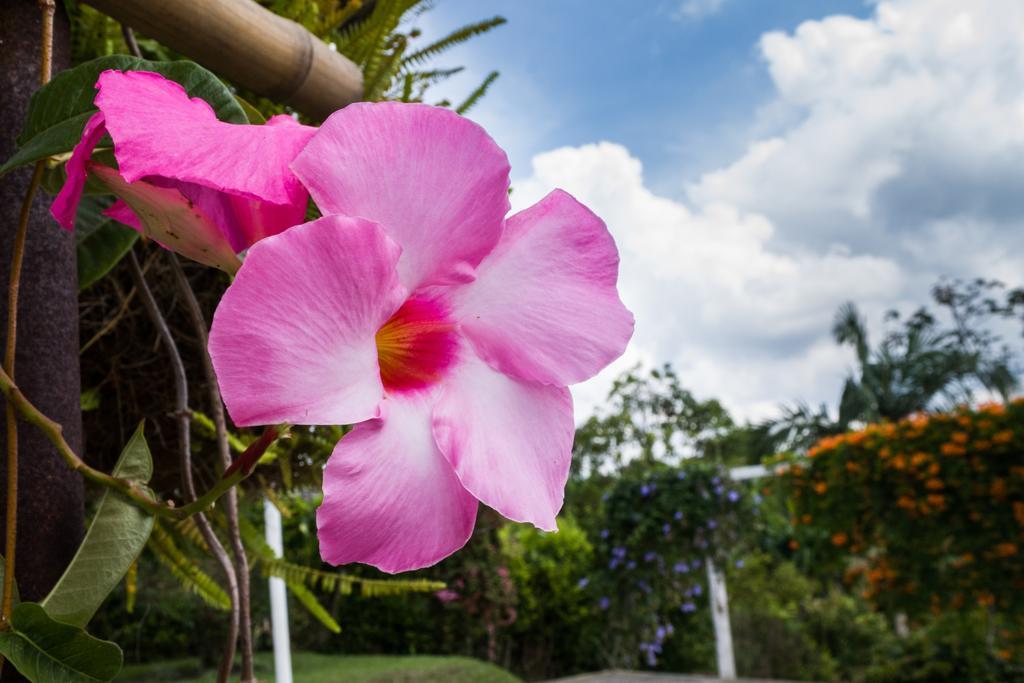 Chalet Villa Alejandra Del Pilar キンバヤ エクステリア 写真